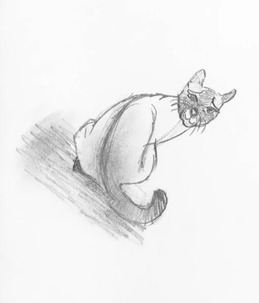 Sketch Domestic Cat Hand Drawn Black Pencil White Paper — Stock Photo, Image