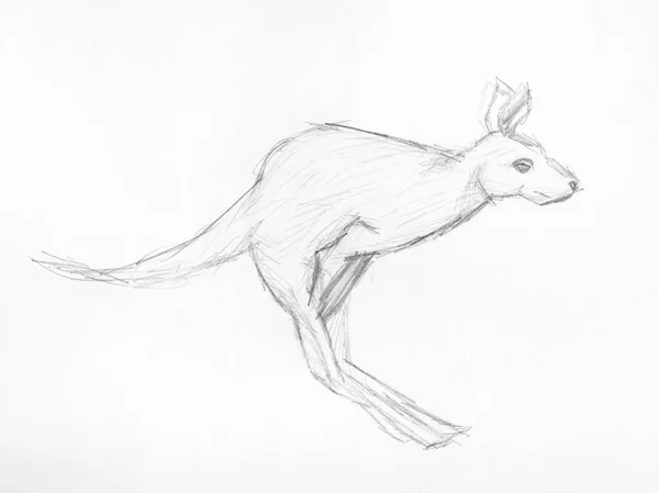 Schets Van Jumping Kangaroo Hand Getekende Door Zwart Potlood Wit — Stockfoto