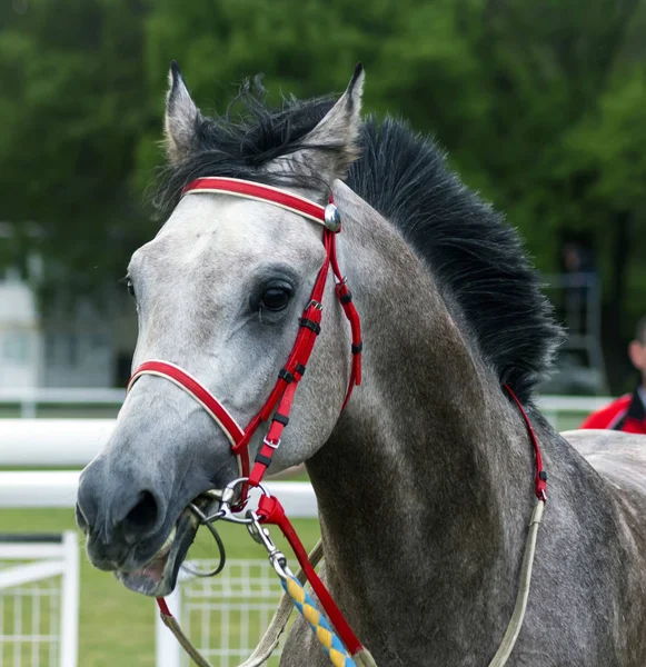 Portrait Beautiful Gray Arab Horse — Stock Photo, Image