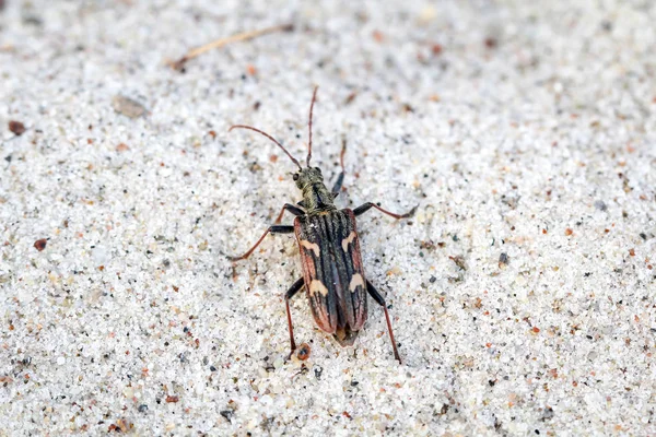 Skalbaggar Mängd Olika Färger Och Former Insekter Som Berikar Vår — Stockfoto