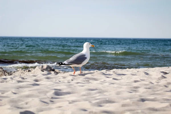 Ένας Γλάρος Στην Παραλία Στη Βαλτική Θάλασσα Πουλιά Καταβροχθίζουν Θάλασσα — Φωτογραφία Αρχείου