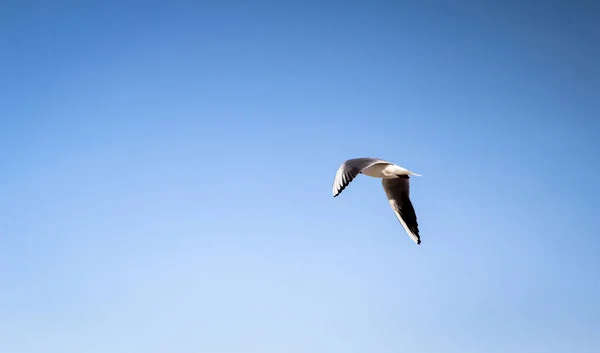 一只海鸥在波罗的海的海滩上 鸟儿掠过大海 — 图库照片