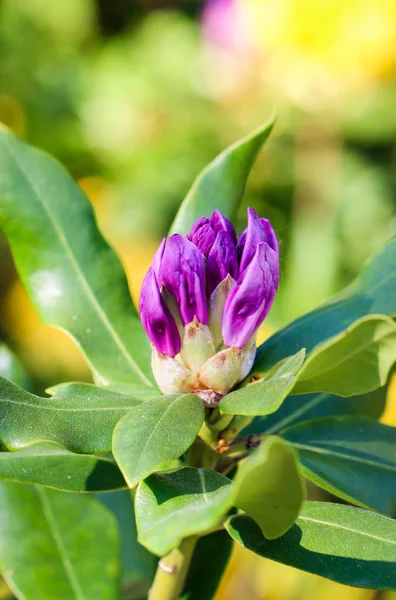 Gros Plan Fleurs Violettes Rhododendron — Photo