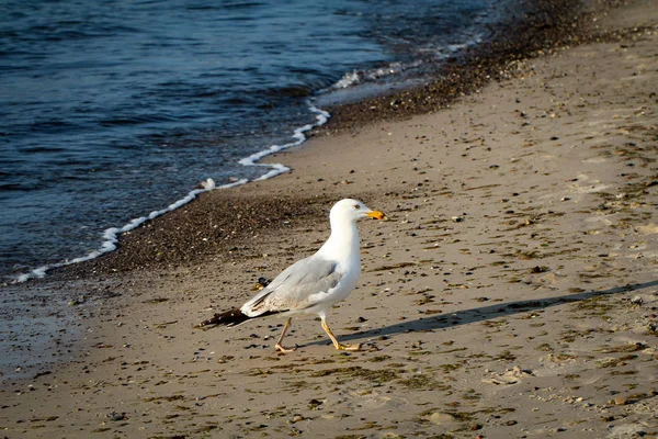 Måge Stranden Ved Det Baltiske Hav - Stock-foto