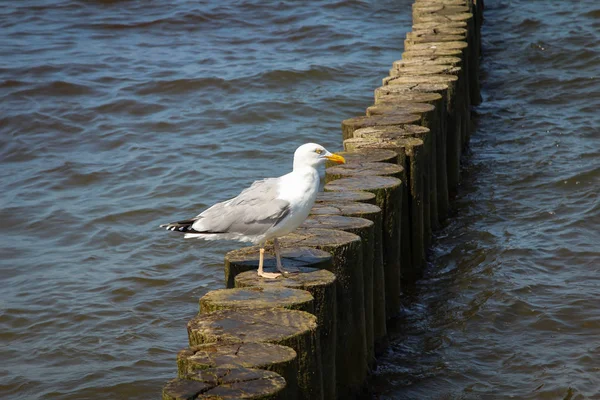 Une Mouette Sur Plage Mer Baltique Les Oiseaux Mouette Mer — Photo