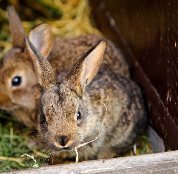 Ein Hauskaninchen Ihrem Kaninchenstall — Stockfoto
