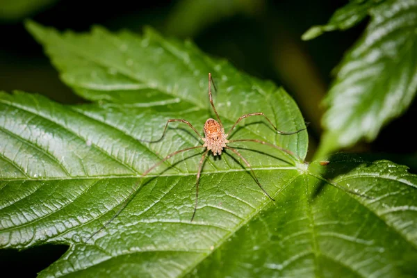 거미는 동물로서 모퉁이와 — 스톡 사진