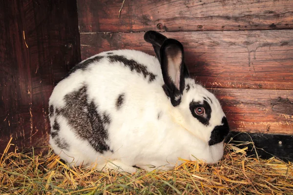 Lapin Domestique Dans Son Cul Lapin — Photo