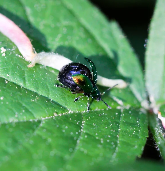 Los Escarabajos Una Variedad Colores Formas Son Insectos Que Enriquecen —  Fotos de Stock