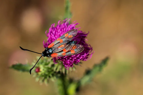 Butterfly Insect Nature Flora Fauna — Stock Photo, Image