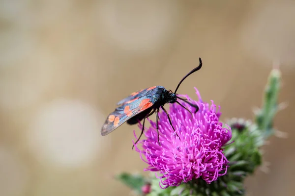 Метелик Комаха Природі Флорі Фауні — стокове фото
