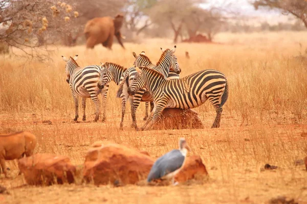 Una Zebra Gratta Pancia Una Roccia — Foto Stock