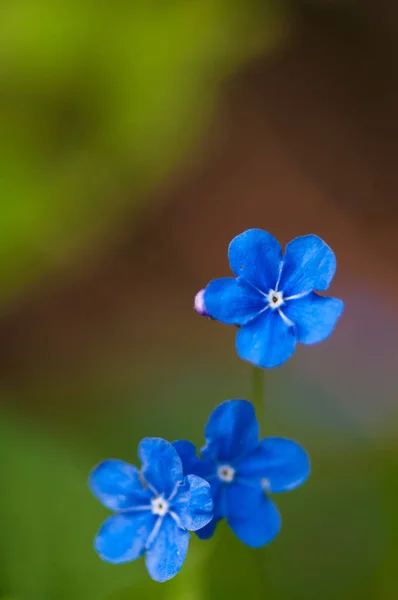 Myosotis Vacker Blå Liten Skog Blomma Våren Blommar Konstnärlig Oskärpa — Stockfoto