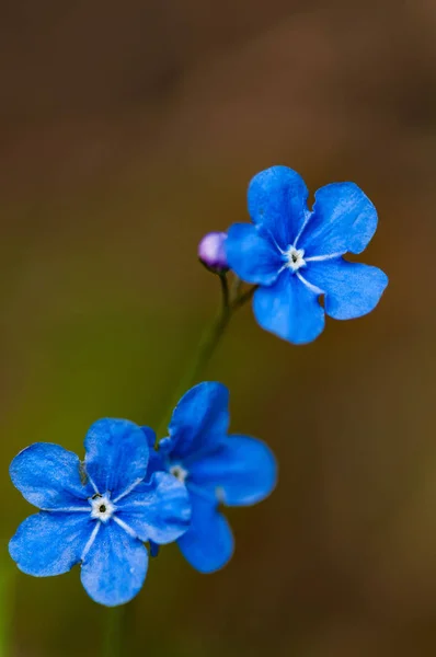 Myosotis Belle Fleur Bleue Forêt Minuscule Dans Sang Printemps Dans — Photo