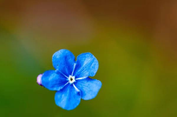 Myosotis Красивый Синий Крошечный Лесной Цветок Весной Цветет Художественном Размытии — стоковое фото