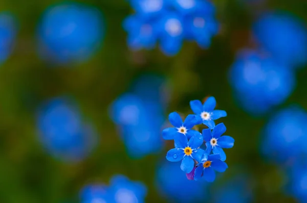 Myosotis Beautiful Blue Tiny Forest Flower Spring Bloosom Artistic Blur — Stock Photo, Image