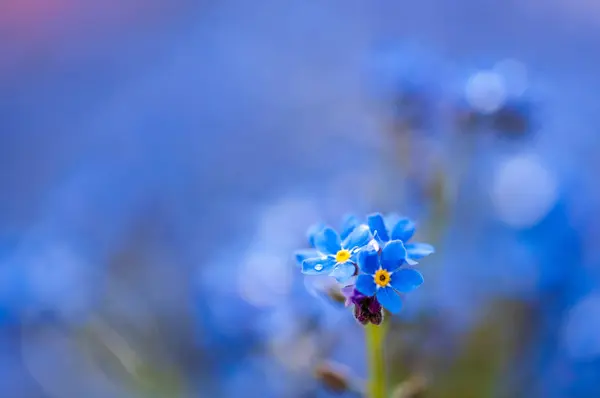 Myosotis Piękny Niebieski Mały Kwiat Lasu Wiosennym Rozkwicie Artystycznego Projektu — Zdjęcie stockowe