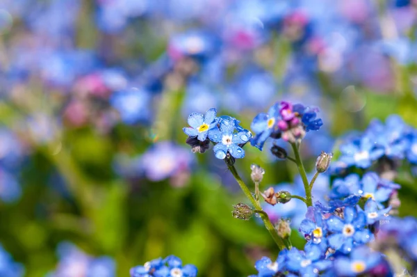 Myosotis Vacker Blå Liten Skog Blomma Våren Blommar Konstnärlig Oskärpa — Stockfoto