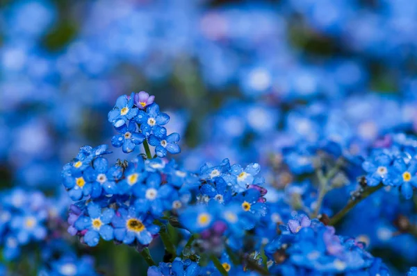 Myosotis Hermosa Flor Azul Del Bosque Minúsculo Sangre Primavera Diseño — Foto de Stock