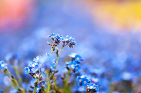 Myosotis Beautiful Blue Tiny Forest Flower Spring Bloosom Artistic Blur — Stock Photo, Image