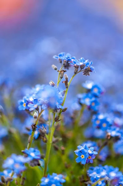 Myosotis Vacker Blå Liten Skog Blomma Våren Blommar Konstnärlig Oskärpa — Stockfoto