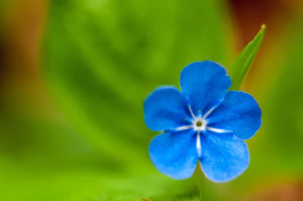 春に美しい青の小さな森の花の美しいMyostisテキストスペースと芸術的なぼかしのデザインで開花 — ストック写真