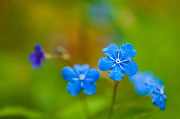 Myosotis Красивый Синий Крошечный Лесной Цветок Весной Цветет Художественном Размытии — стоковое фото