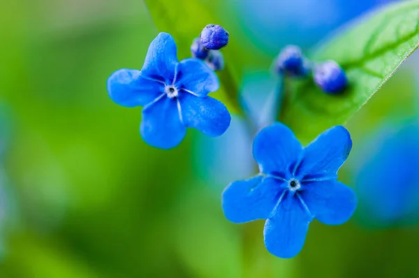 Myosotis Güzel Mavi Orman Çiçeği Ilkbaharda Sanatsal Bulanıklık Tasarımı Metin — Stok fotoğraf