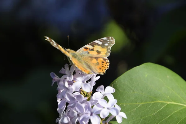 Kelebek Vanessa Cardui Leylak Çiçeklerüzerinde Tozlaşma Lilalaklar Açıyor Vanessa Cardui — Stok fotoğraf