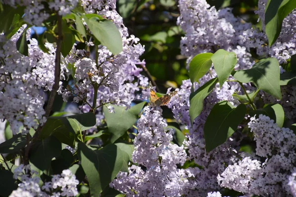 Butterfly Vanessa Cardui Lilac Flowers Pollination Blooming Lilacs Vanessa Cardui — Stock Photo, Image