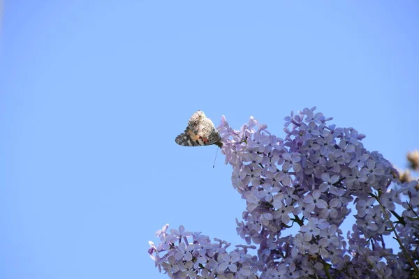 Бабочка Ванесса Кардуи Сиреневых Цветах Опыление Цветущей Сирени Кардуи Ванесса — стоковое фото