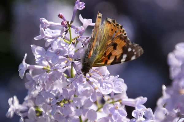 Метелик Ванесса Кардуї Бузкових Квітах Запилення Квітучого Бузку Ванесса Кардуї — стокове фото