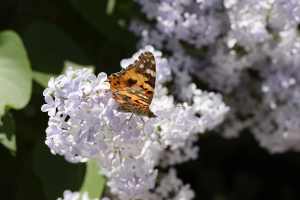 Kelebek Vanessa Cardui Leylak Çiçeklerüzerinde Tozlaşma Lilalaklar Açıyor Vanessa Cardui — Stok fotoğraf