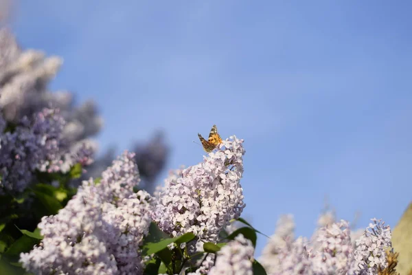 Farfalla Vanessa Cardui Sui Fiori Lilla Impollinazione Fioritura Lillà Vanessa — Foto Stock