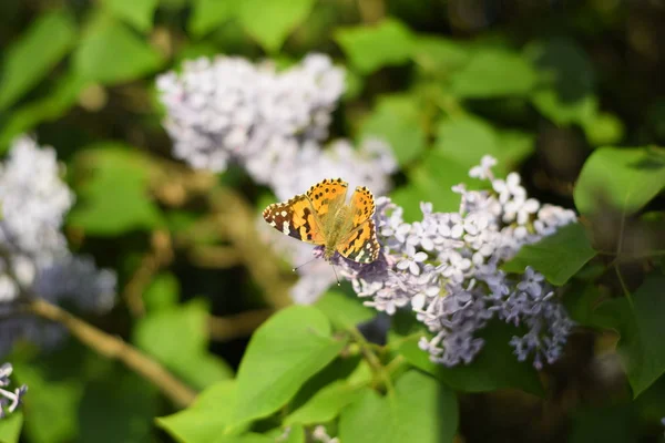 Kelebek Vanessa Cardui Leylak Çiçeklerüzerinde Tozlaşma Lilalaklar Açıyor Vanessa Cardui — Stok fotoğraf