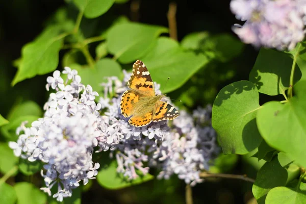 Kelebek Vanessa Cardui Leylak Çiçeklerüzerinde Tozlaşma Lilalaklar Açıyor Vanessa Cardui — Stok fotoğraf