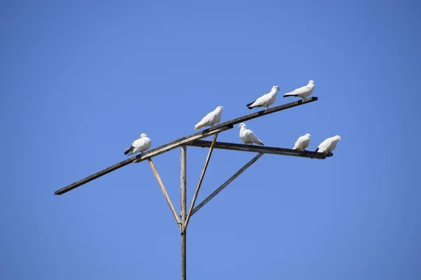 Haustauben Auf Dem Barsch Tauben Gegen Den Blauen Himmel — Stockfoto