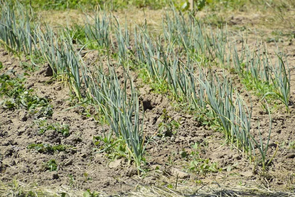 Łóżko Czosnku Ogrodzie Liście Czosnku — Zdjęcie stockowe