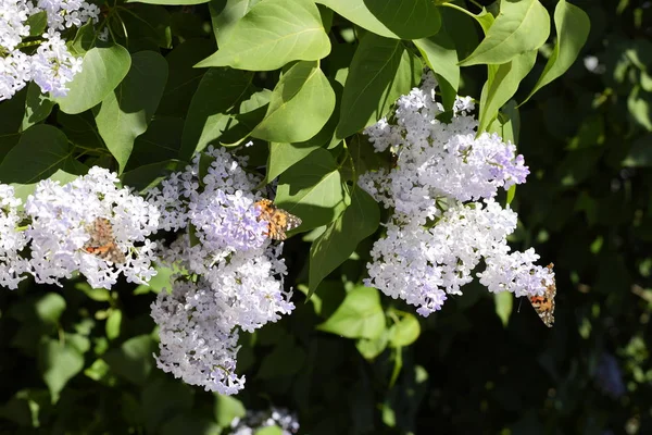 Butterfly Vanessa Cardui Lila Blommor Pollinering Blommande Lilacs Vanessa Cardui — Stockfoto