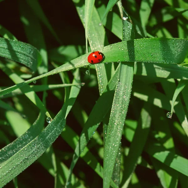 Pequeña Mariquita Toma Sol Hierba Verde Entre Las Gotas Rocío —  Fotos de Stock