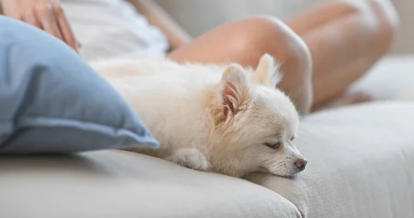 Chien Dormir Sur Canapé Maison — Photo