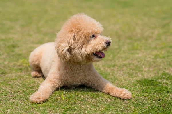 Perro Caniche Raza Pura Perro Rizado —  Fotos de Stock