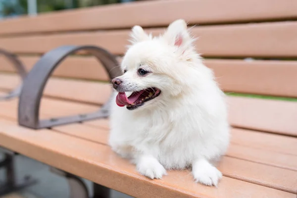 波美拉尼亚狗坐在公园里 — 图库照片