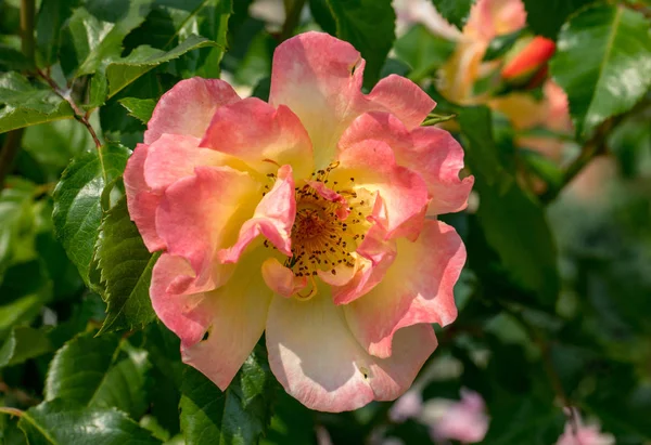 Żółta Róża Gałęzi Ogrodzie — Zdjęcie stockowe
