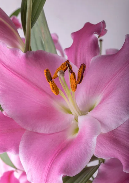 Detailní Záběr Růžových Květů Běžné Názvy Pro Druhy Tomto Rodu — Stock fotografie