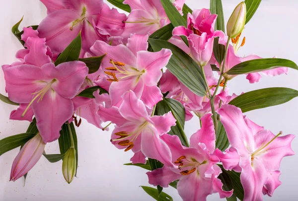 ピンクのユリの花のクローズアップ この属の種の一般的な名前には 妖精のユリの雨のゼファーユリの魔法のユリアタマスコユリと雨のユリがあります — ストック写真