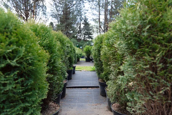 Fila Árvores Coníferas Viveiro Jardim Planta Árvore Árvores Thuja Viveiro — Fotografia de Stock