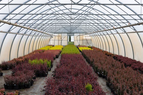 Fileiras Plantas Árvores Jovens Uma Estufa Viveiro — Fotografia de Stock