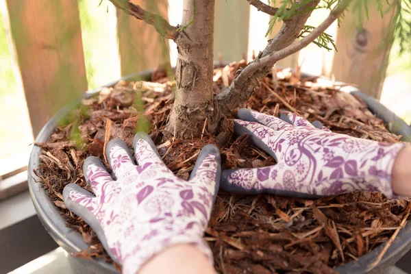 Woman Gardener Mulching Potter Thuja Tree Pine Tree Bark Mulch — Stock Photo, Image