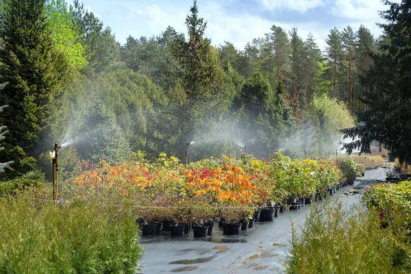 Sistema Aspersão Água Trabalhando Uma Plantação Jardim Sistema Irrigação Água — Fotografia de Stock